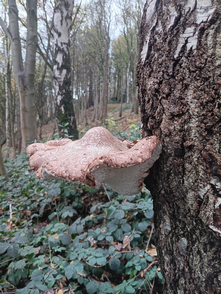 Fomitopsis betulina · November 2025 · photo: © considerthelilies (iNaturalist, cc-by)