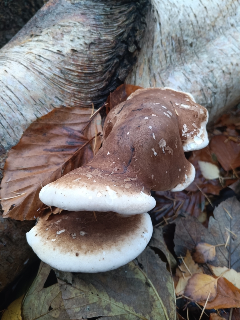 Fomitopsis betulina · November 2025 · photo: © considerthelilies (iNaturalist, cc-by)