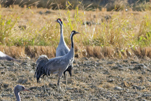 Common Crane
