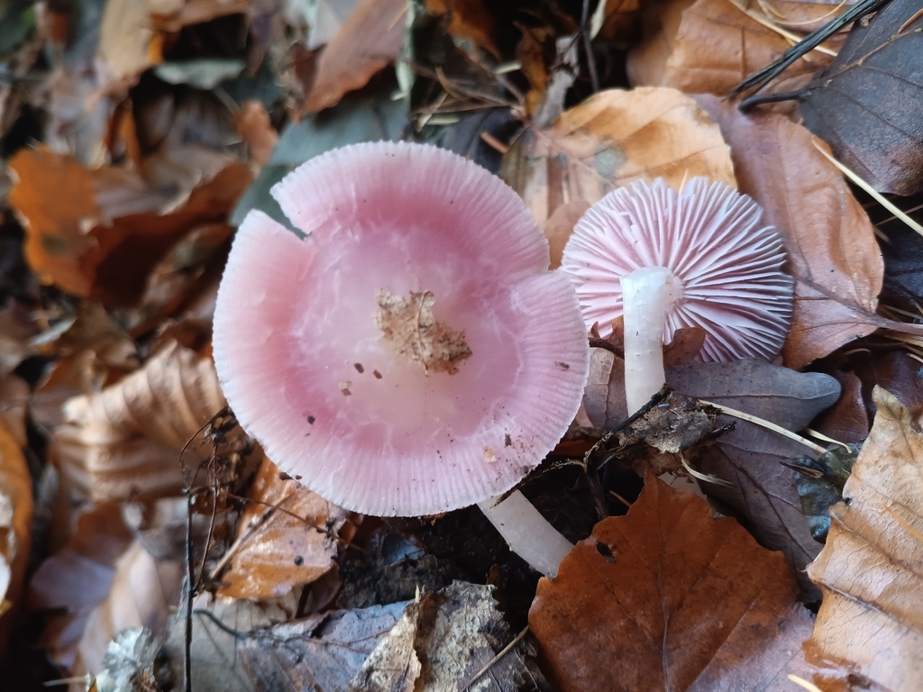 Mycena rosea · November 2025 · photo: © considerthelilies (iNaturalist, cc-by)