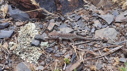 Forster's Tree Iguana, Liolaemus forsteri