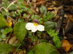 Mazus radicans