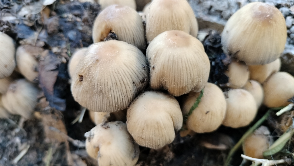 Micacei · November 2025 · photo: © nickmaz (iNaturalist, cc-by)