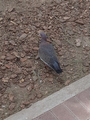 Patagioenas picazuro