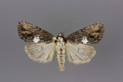 Bryolymnia semifascia