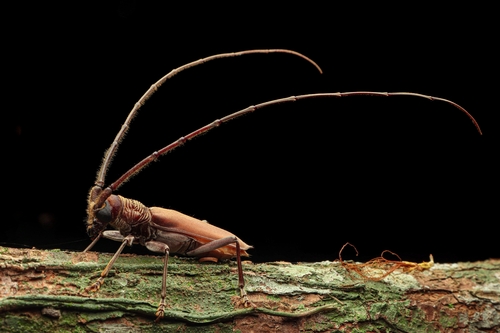 Juiaparus lasiocerus