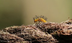Epilachna paenulata