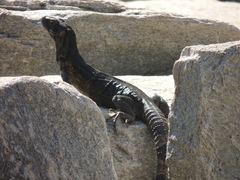 Ctenosaura pectinata