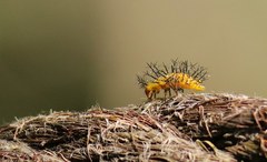 Epilachna paenulata