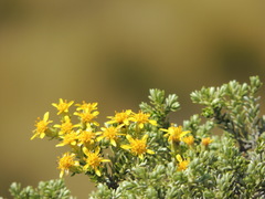 Brachyglottis cassinioides