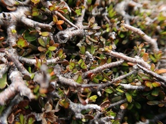 Pittosporum anomalum