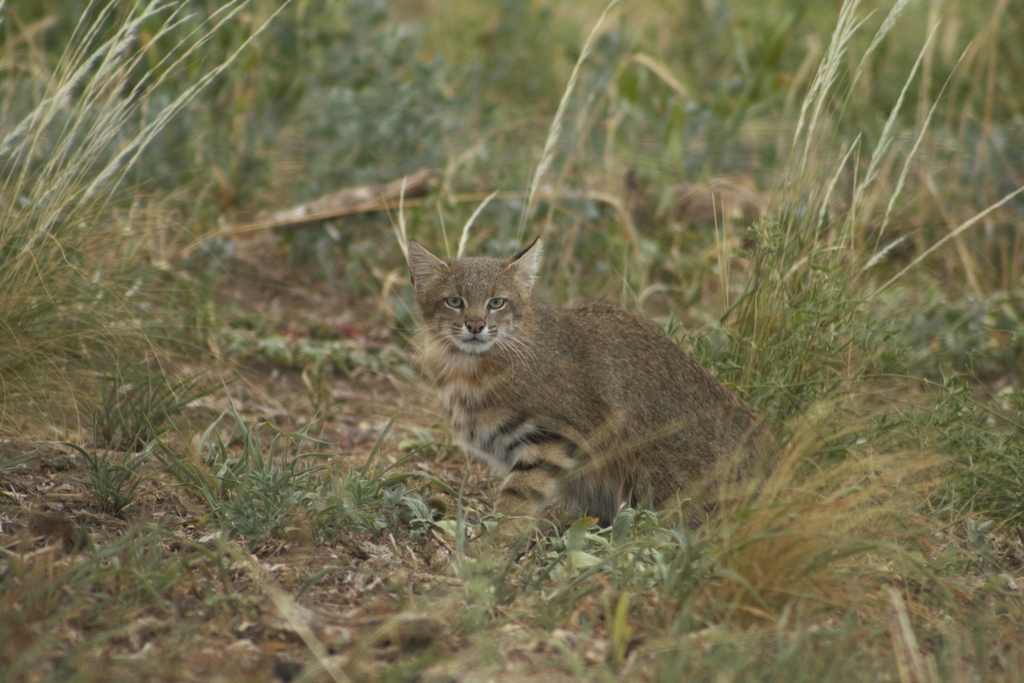 Southern Pampas Cat (Leopardus pajeros) - Know Your Mammals