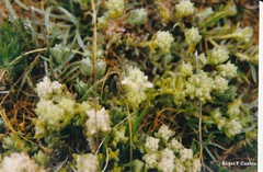 Teucrium gnaphalodes