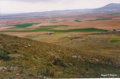 Teucrium pseudochamaepitys