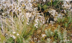 Teucrium pseudochamaepitys