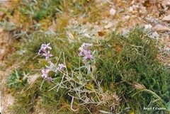 Matthiola fruticulosa