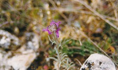 Matthiola fruticulosa