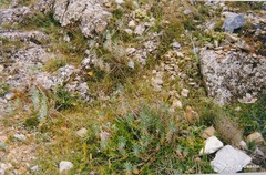 Euphorbia nicaeensis