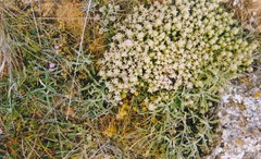 Teucrium gnaphalodes