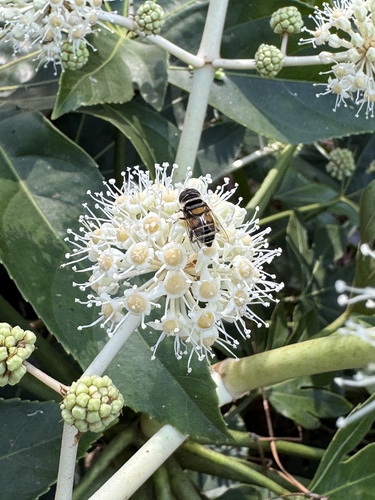 Unknown species found near Partridge Ct, Fayetteville, NC, US