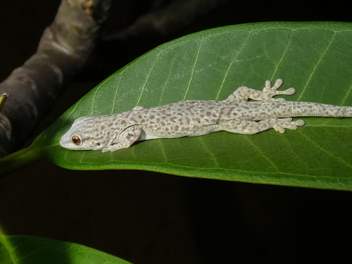 Thick Tail Gecko