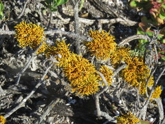 Dufourea flammea