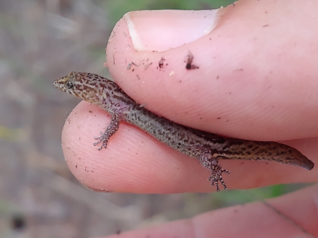 Townsend's Least Gecko