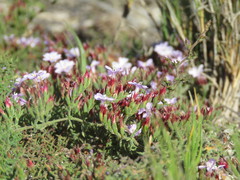 Limonium equisetinum