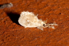 Dalceridae