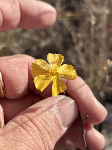 Yellow Flax (Linum rigidum)