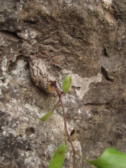 Perityle lindheimeri