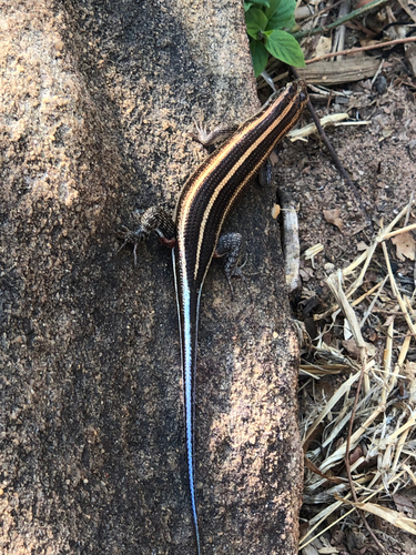 Rainbow Skink