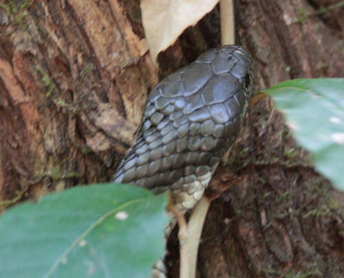 Tiger Snake sighting