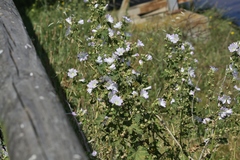 Malva preissiana