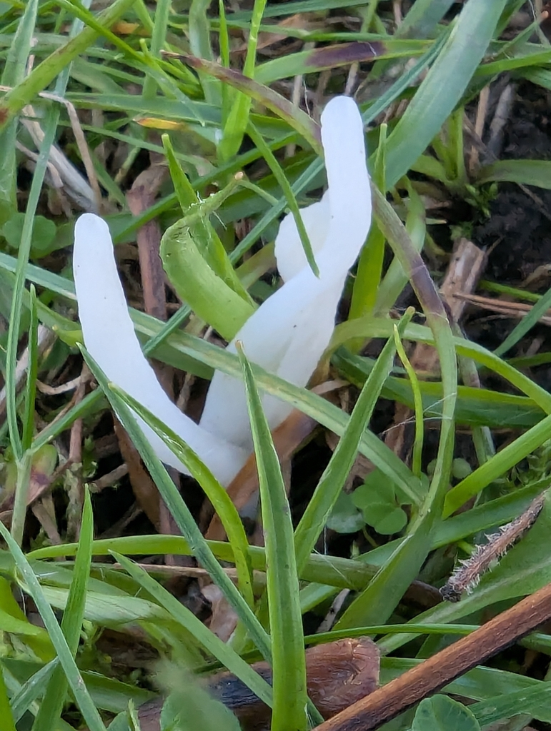 Clavaria fragilis · November 2025 · photo: © ohwhen (iNaturalist, cc-by)