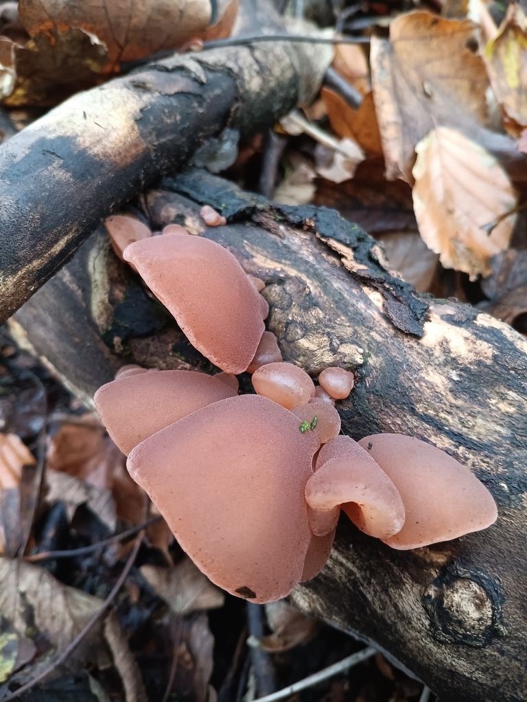 Auricularia auricula-judae · November 2025 · photo: © considerthelilies (iNaturalist, cc-by)