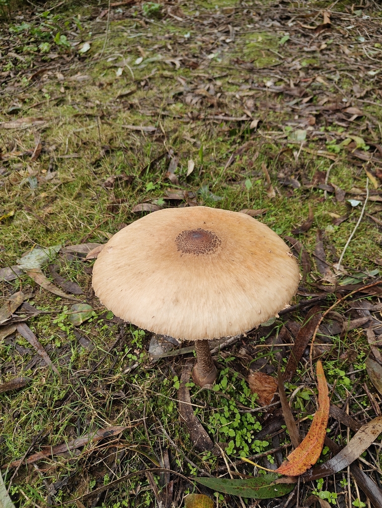 Macrolepiota procera · November 2025 · photo: © devtty63 (iNaturalist, cc-by)