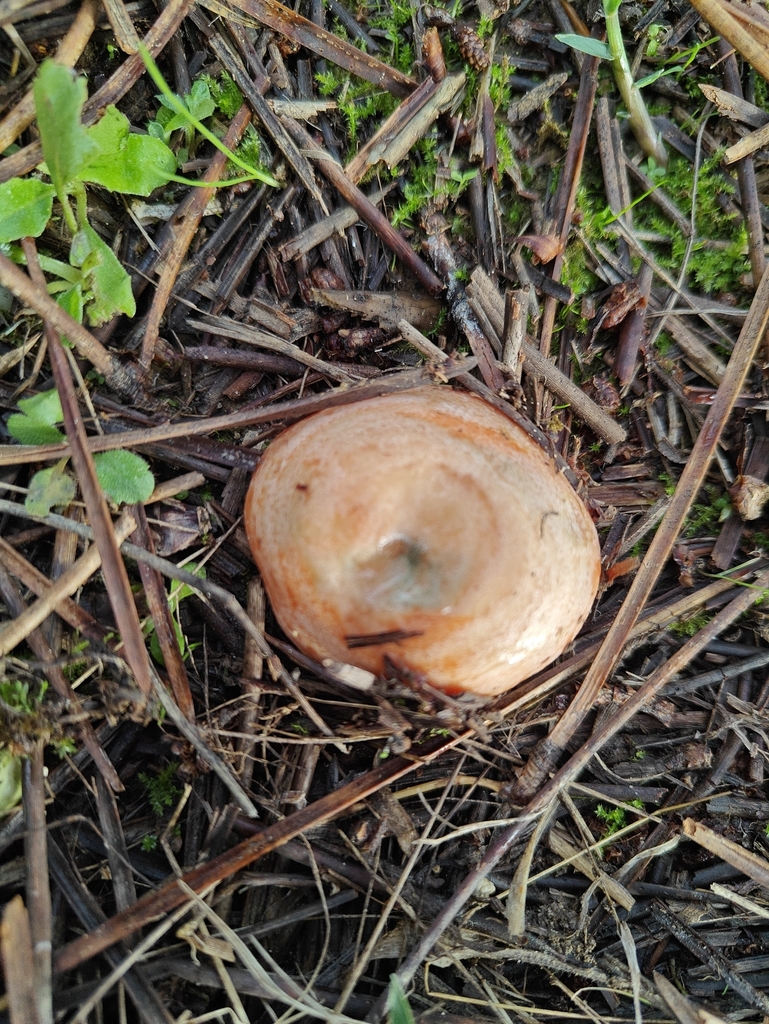 Lactarius deliciosus · November 2025 · photo: © devtty63 (iNaturalist, cc-by)