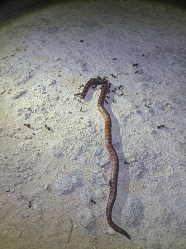 Southern Shovel-nosed Snake sighting