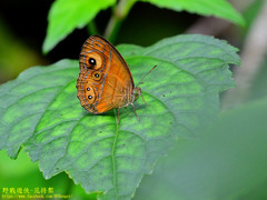 Mycalesis patnia