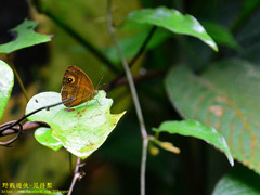 Mycalesis patnia