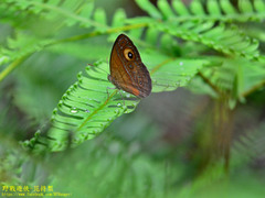 Mycalesis patnia