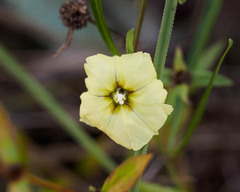 Physalis angustifolia