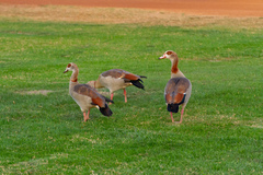 Alopochen aegyptiaca