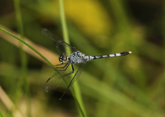 Erythrodiplax tenuis