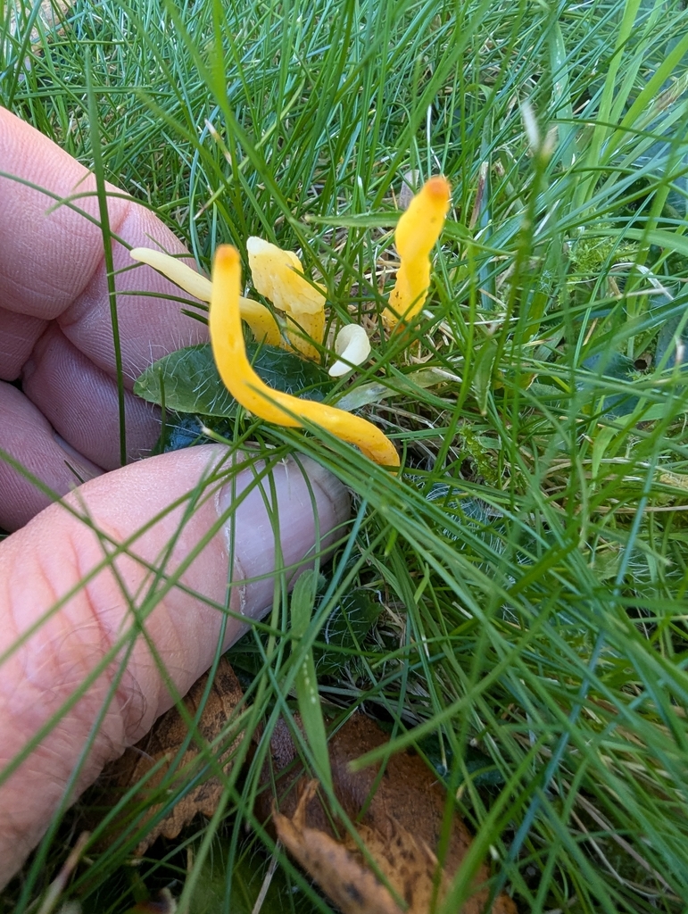 Clavulinopsis helvola · November 2025 · photo: © ohwhen (iNaturalist, cc-by)