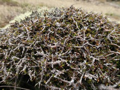 Pittosporum anomalum