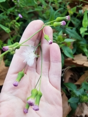 Emilia sonchifolia image