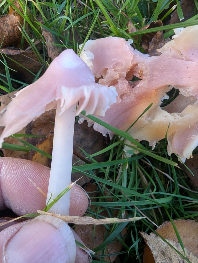 Porpolomopsis calyptriformis · November 2025 · photo: © ohwhen (iNaturalist, cc-by)