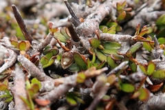 Pittosporum anomalum